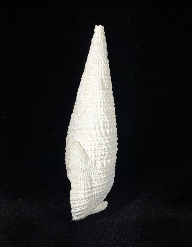 Cerithium (Cerithioclava) dalli OLSSON & PETIT 1964  - Bild © FossNet FossilienStore